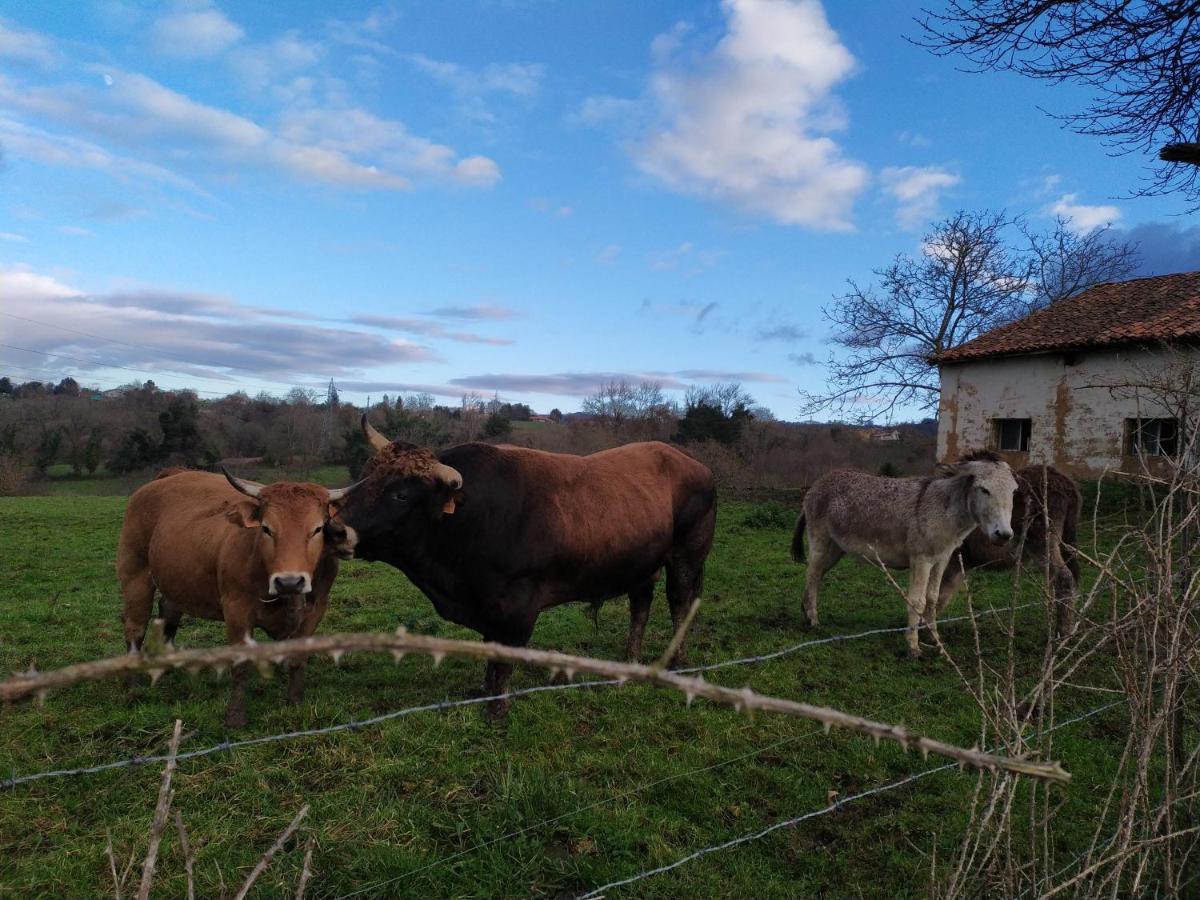 Гостевой дом Casa Pepin - Sagasta Rural Овьедо Экстерьер фото
